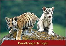 Travel Monitor India