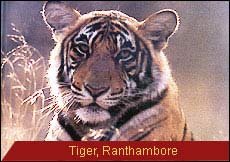 Camel Safari in Rajasthan,