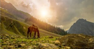 Pushkar – Jodhpur Camel Safari Tour