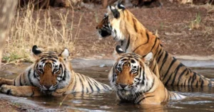Indian Wildlife Tour
