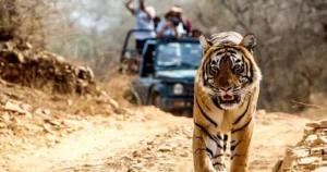 Tiger & Tribals Tour